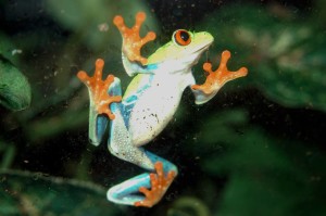 Red-eye Tree Frog 