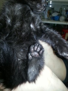 Polydactyl