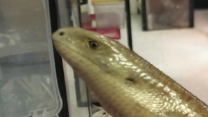 leglesslizard1