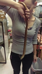 leglesslizard2