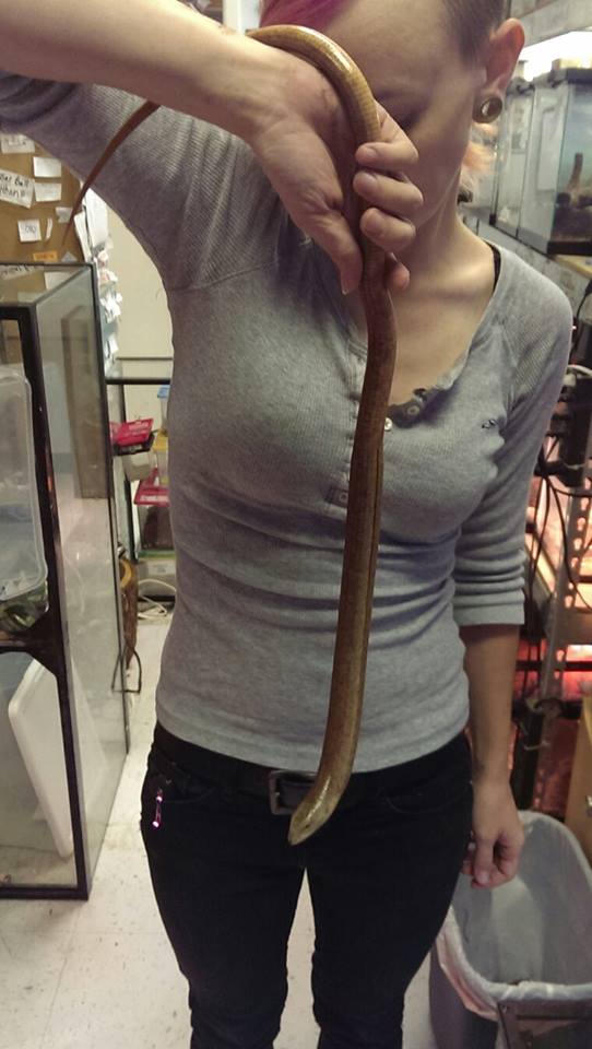 Legless Lizard Animal Ark Kingwood