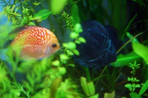 Discus1