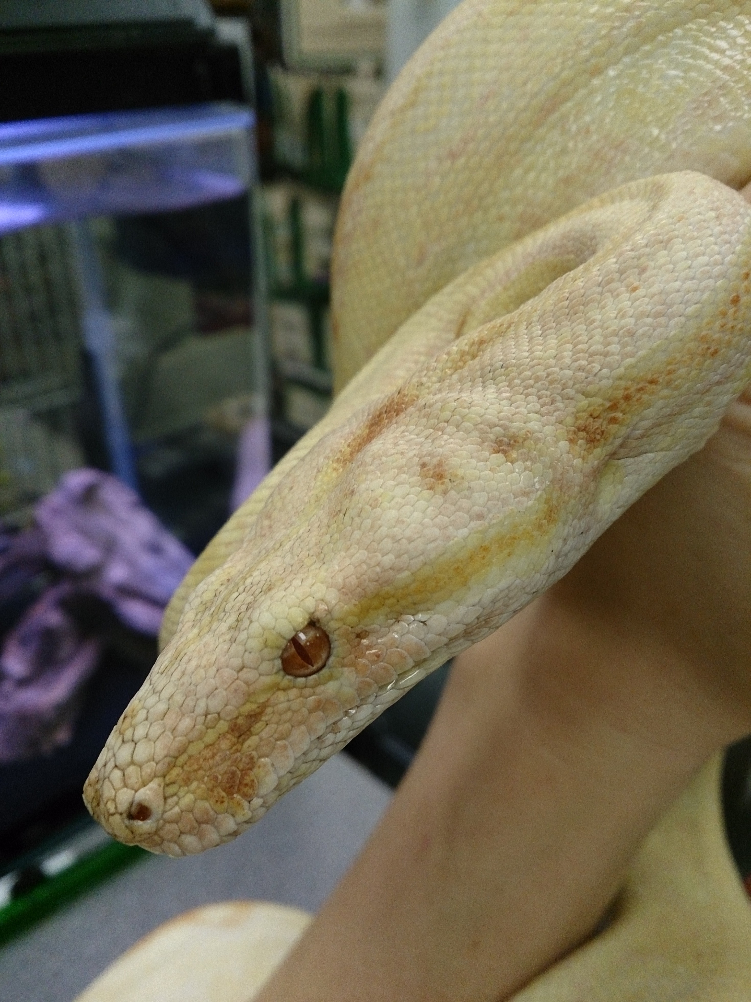 til bund Se venligst Albino Red Tail Boa | Animal Ark Kingwood