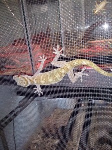 Golden Gecko