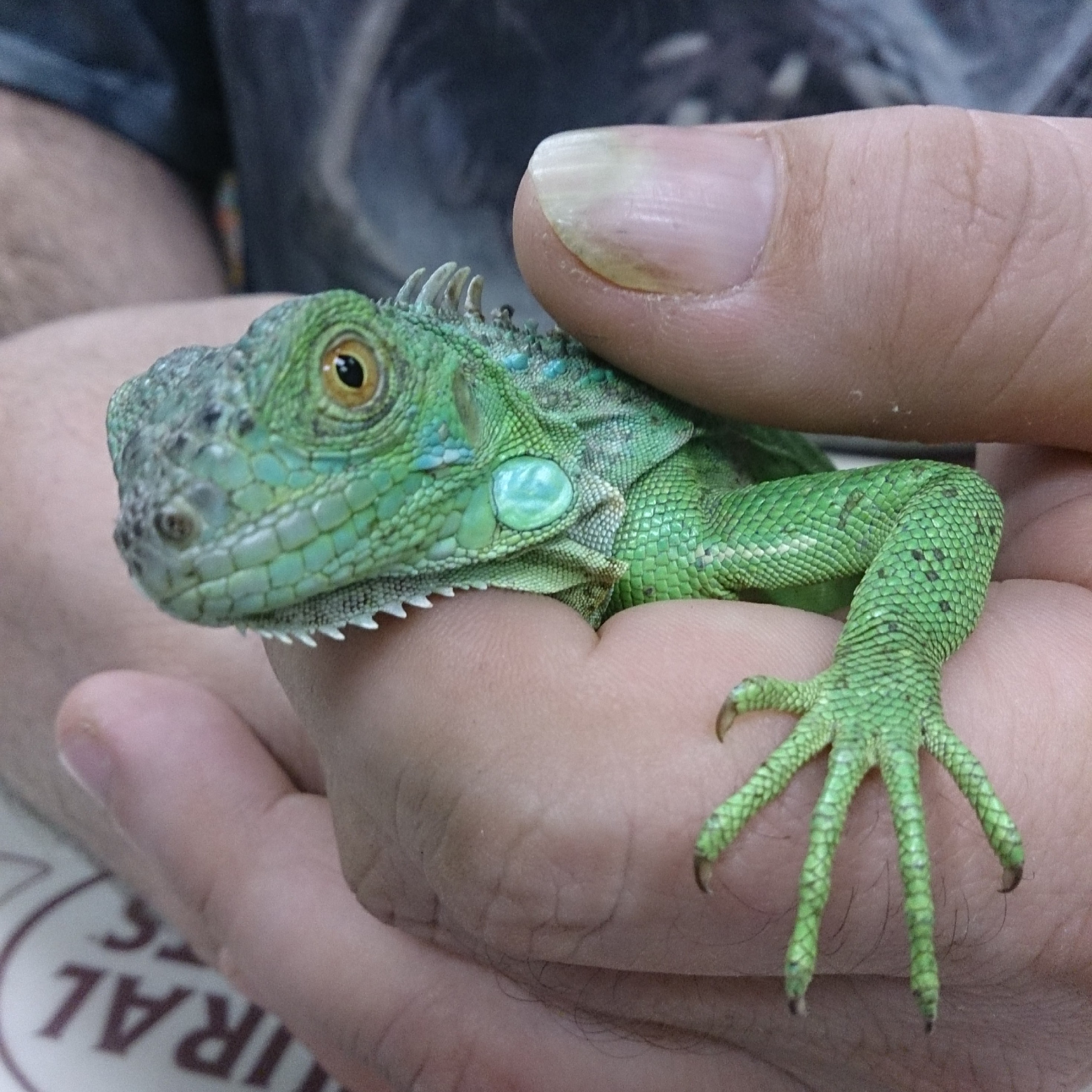 iguana baby