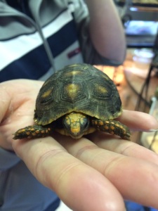 Red Foot Tortoise