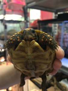 Red Foot Tortoise