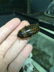 Dubia Cockroach 2