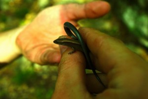 A small Skink caught out in Pedernales Falls State Park in Texas