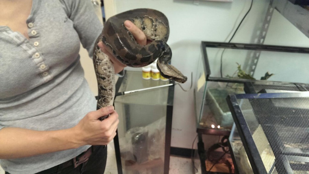 BlackBloodPython Animal Ark Kingwood