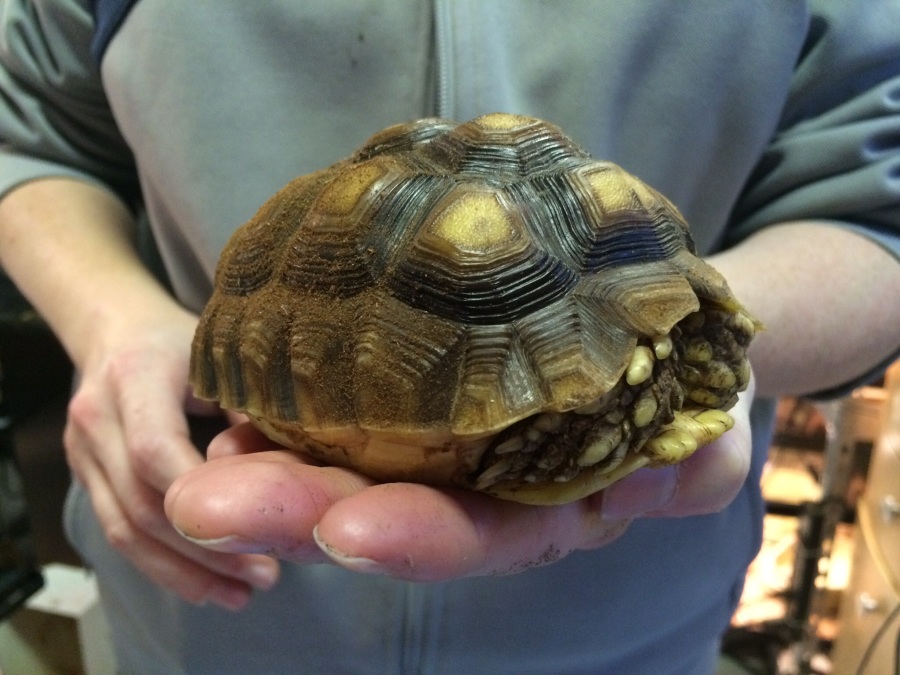 Sulcata Tortoise Care! | Animal Ark Kingwood